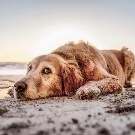 In With Swimming Pool